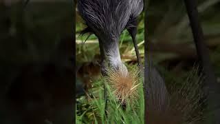 Grey Crowned Cranes Showoff Their Chicks in Serengeti National Park | Rare Wildlife Encounte