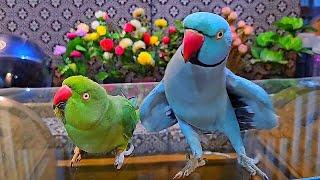 Funny Parrot Talking and Dancing | Funny Animal