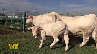 Tierra Fértil Tv-Mejora genética en ganado Charolais (06.07.24)