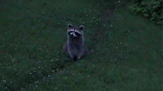 7 JULY SUNDAY NIGHT - FEW RACCOONS