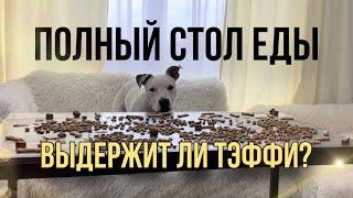 ЧТО, ЕСЛИ ОСТАВИТЬ СТОЛ С ЕДОЙ НАЕДИНЕ С СОБАКОЙ? ГЛУХАЯ ТЭФФИ И ЕДА, СЪЕСТ ИЛИ УДЕРЖИТСЯ?