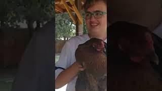 How to hold a chicken and not die!!