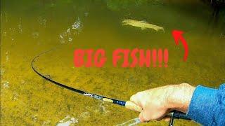 Fishing for HUGE Brown Trout | Michigan Creek Fishing