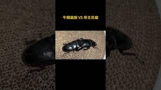 83mm牛頭扁鍬 VS 91mm帝王巨扁#甲蟲 #昆蟲 #異寵 #奇異動物召集令 #神奇動物