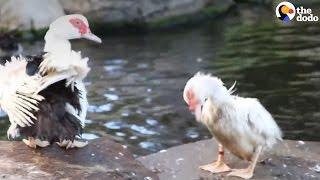 Rescued Ducks Swim For The First Time | The Dodo