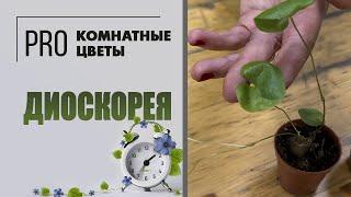 Диоскорея. Про необычное комнатное растение. Как ухаживать за диоскореей. Уход, полив и пересадка.