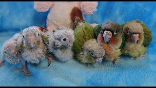 5-3 week old Baby Green Cheek Conures