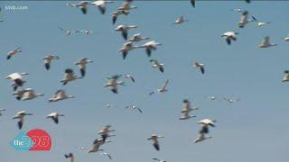 What are Snow Geese?