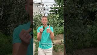 Чем опрыскивать в июле от болезней деревьев и кустарников?