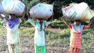 Indian Village Women working in Fields || VILLAGE LIFE OF INDIA// Rural life of Punjab/India