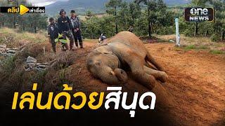 ช้างป่าขี้เล่น แถมไม่กลัวเจ้าหน้าที่ | คลิปเล่าเรื่อง | สำนักข่าววันนิวส์