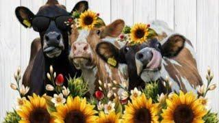 Cow Dance Funny Video 22#Cow   Song&Cow Dance Remix#cowbell@cowdance