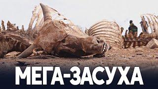 216 млн человек будут вынуждены мигрировать из-за мега-засухи