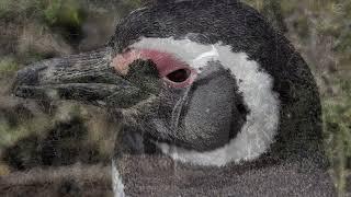 Tour Patagonia - Penisola di Valdes Pinguini