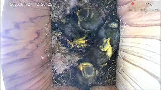 27 May AM 2023 livestream  - 5  chicks remaining from 11 - female parent absent since 16th May
