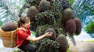 How To Harvesting Dac Fruit for to cook delicious dishes - Harvesting and Cooking | Lý Tiểu Luyến