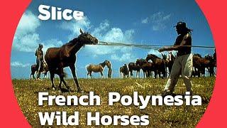 Wild Horses of Ua Huka: The Last Cowboys of French Polynesia | SLICE