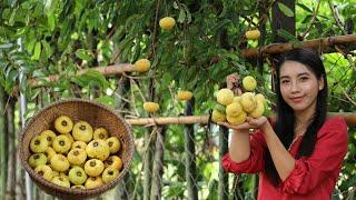 Have you seen this fruit in your homeland - It call gold apple