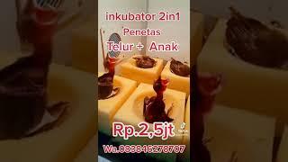 inkubator Penetas Telur + Anakan Burung Cucak Rowo + Murai Batu + Wambi + Kenari + Poho Siap Kirim"