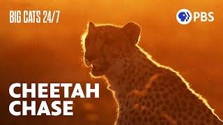 Cheetah Takes Down an Impala After a Dramatic Chase | Big Cats 24/7 | PBS