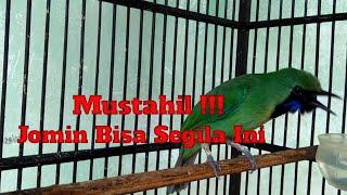 Burung Cucak Ijo Mini Gacor Ngentrok Full Isian Mewah Idaman Juri || putar dan nonton sampai habis