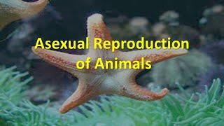 What is Asexual Reproduction in Animals?