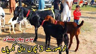 3 Bacho Wali Bakriyan Bakra Mandi Haripur Latest Update 24 October 2024