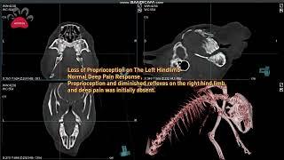 CBCT Clinical Case Sharing-Issue 13 Exotic Pet Scan Rabbit Dental Diagnosis