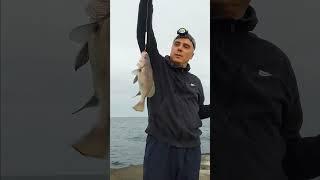 Горбыль на булер с берега  #fishing горбыль как ловить #shorts снасть на горбыля  #рыбалка  #рыба