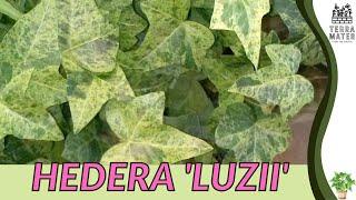 HEDERA 'LUZII': Care Guide and Tips for Stunning Ivy Varieties  (Hedera helix)