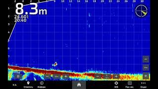 Garmin Panoptix Livescope LVS34: A Game-Changer for Zander Fishing