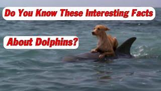 Interesting Things You Didn't Know About Dolphins