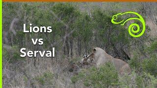 Lions vs Serval