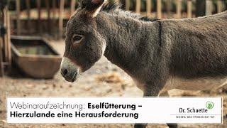 Eselfütterung – Hierzulande eine Herausforderung