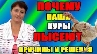 Почему наши куры ЛЫСЕЮТ. Причины и мои решения.