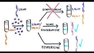 THE MOST BEAUTIFUL EXPERIMENT IN BIOLOGY: Meselson & Stahl, The Semi-Conservative Replication of DNA