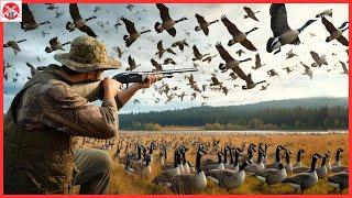 How Do Hunters And Farmers Deal With Millions Of Goose And Peacock   | Wild Boar Hunting