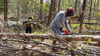 A Day At The Off Grid Cabin | Cutting fire wood 🪵