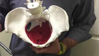 Pelvis Model - Anatomy Video for Medical Students - USMLE Step 1