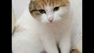 Им очень нужна семья. Котята, кошечки и котики из приюта "Хати"