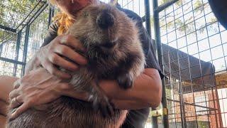 How do beavers survive the winter