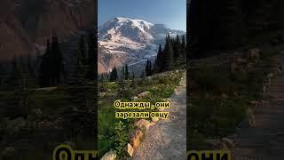 Однажды они зарезали овцу | #quran #религия #ислам