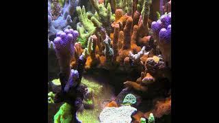 Fragging coral