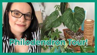 PHILODENDRON COLLECTION TOUR | All of my Philodendron