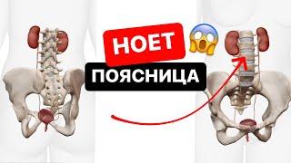 Почему ноет и болит поясница. Болят почки, мочеточник и мочевой пузырь