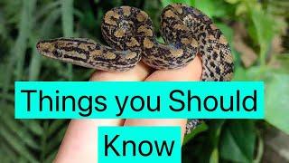 5 Things you Should Know Before Getting a Snake!