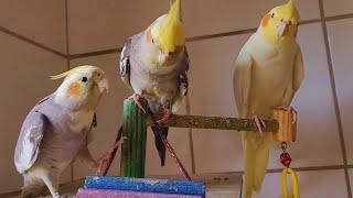 Happy cockatiel singing a lot Cocaktiel bird sound in nature Cockatiel training music