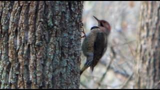 Woodpeckers Sound