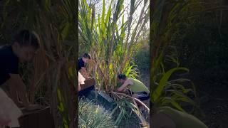 Как едят сахарный тростник #бразилия #тростник #сахарныйтростник #едимвкусно