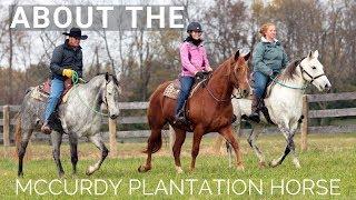 About the McCurdy Plantation Horse | Rare Breed | Gaited Breed | DiscoverTheHorse